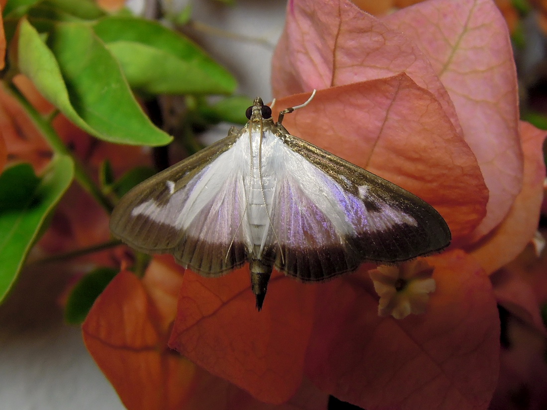 la prima Cydalima perspectalis